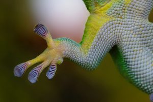 Bild visar en geckoödlas framben med en fot med fem tår. Bilden är tagen så man ser undersidan av benet och foten.